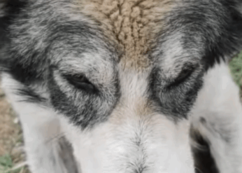 They can’t thank you in words, but their eyes say everything.