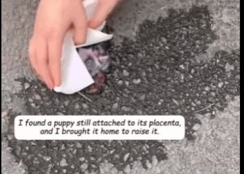 R1311005 Encontré un cachorro aún unido a su placenta y lo llevé a casa (Parte 2)