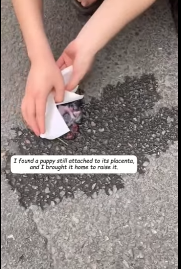 R1311005 Encontré un cachorro aún unido a su placenta y lo llevé a casa (Parte 2)