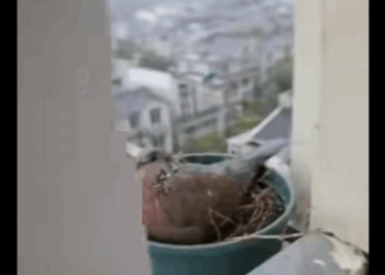 R1311006 En un día lluvioso, la tórtola voló hasta el alféizar de la ventana (Parte 2)