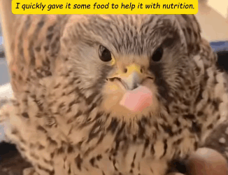 R1311011 Un cernícalo está teniendo crías en el alféizar de mi ventana (Parte 2)