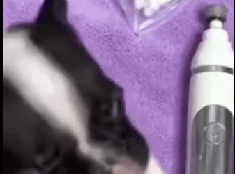 H1511004 Me tiraron bajo la lluvia cuando aún no abría los ojos (Parte 2)