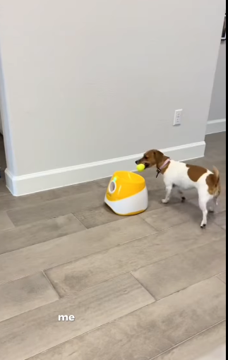 H1511003 El mejor juguete del mundo para tu perrito (Parte 2)