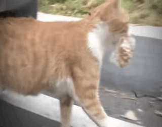 H1511007 esta gatita decidio pasar hambre para alimentar sus gatitos (Parte 2)