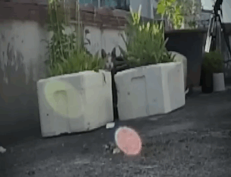 H1511011 ayudaron un gato con la columna rot@ (Parte 2)