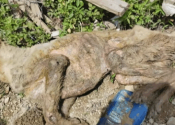 One day, one rescue, one change. That’s how kindness grows (Part 2)