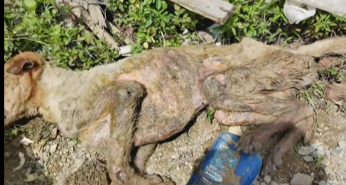 One day, one rescue, one change. That’s how kindness grows (Part 2)