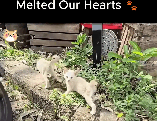 A1611005 Angry to Adorable Her Transformation Melted Our Hearts (Part 2)