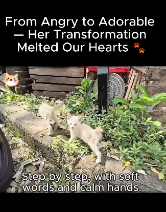 A1611005 Angry to Adorable Her Transformation Melted Our Hearts (Part 2)