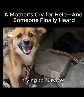 A1611002 Mother Cry Help Someone Finally Heard