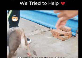 A1611001 He Hurt Himself Just Because We Tried to Help