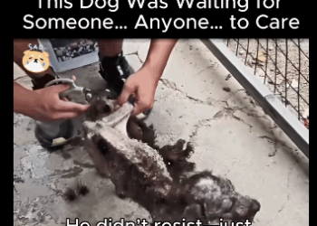 A1611003 Dog Was Waiting Someone Anyone to Care