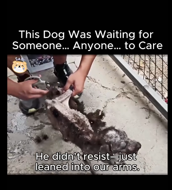 A1611003 Dog Was Waiting Someone Anyone to Care