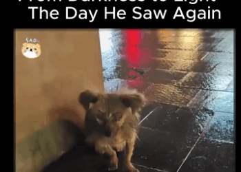 A1611006 Darkness to Light Day He Saw Again (Part 2)