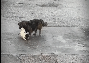 Perrita cuida su cachorrito #subscribe #shorts #viral part2