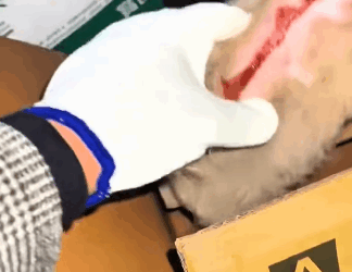 Another rescue, another miracle (Part 2)