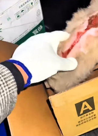 Another rescue, another miracle (Part 2)