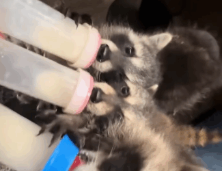 A1511002 Rescatar mapaches (Parte 2)