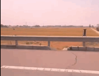 A1511010 Cerdos rescatados (Parte 2)