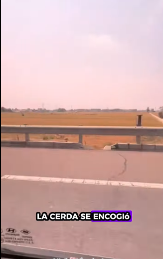 A1511010 Cerdos rescatados (Parte 2)