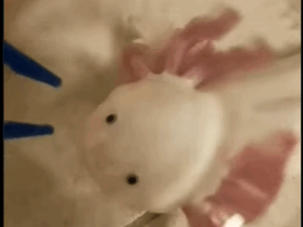 A1511005 Rescate de ciervos (Parte 2)