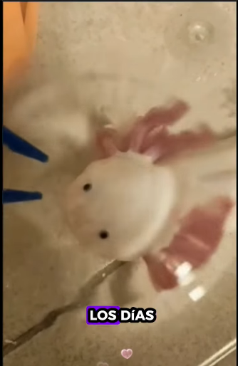 A1511005 Rescate de ciervos (Parte 2)