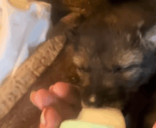 A1511001 Rescata al lobo (Parte 2)