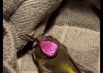 A1511006 Colibríes de rescate (Parte 2)