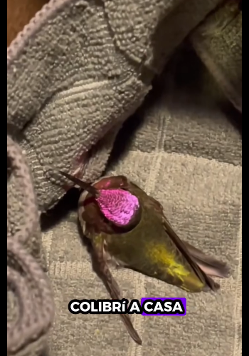 A1511006 Colibríes de rescate (Parte 2)