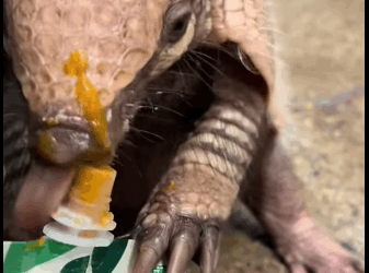 A1511009 Armadillos de rescate (Parte 2)