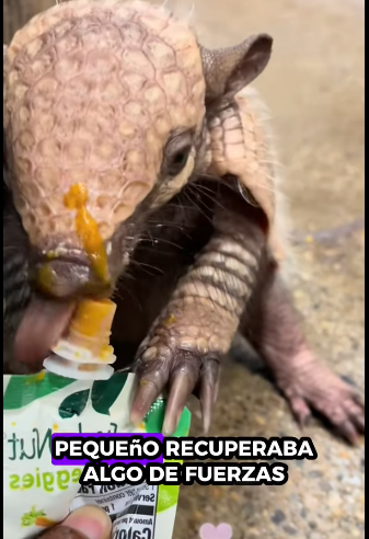 A1511009 Armadillos de rescate (Parte 2)