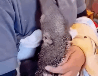 A1511004 Rescatar al oso hormiguero (Parte 2)