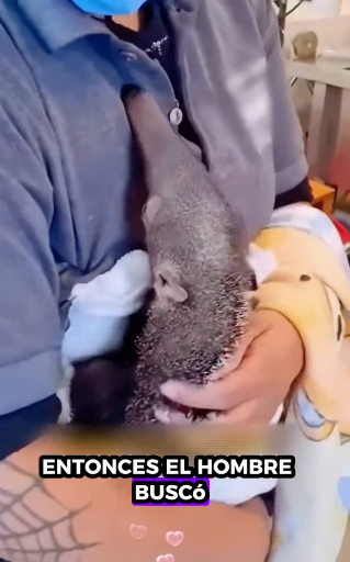 A1511004 Rescatar al oso hormiguero (Parte 2)