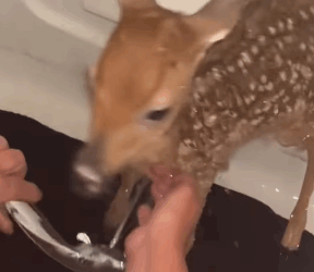 A1511003 Rescata al ciervo (Parte 2)