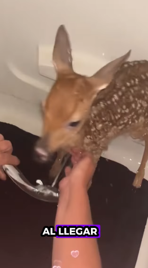 A1511003 Rescata al ciervo (Parte 2)