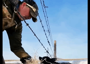 A1511008 Armadillos de rescate (Parte 2)