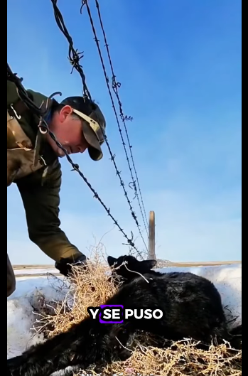 A1511008 Armadillos de rescate (Parte 2)