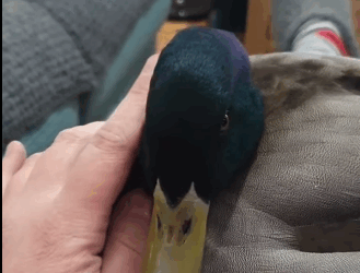 R1511002 Patos rescatados (Parte 2)