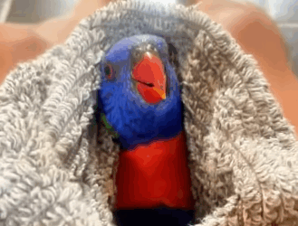 R1511003 Loros de rescate(Parte 2)