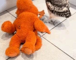 R1511004 Búho de rescate (Parte 2)