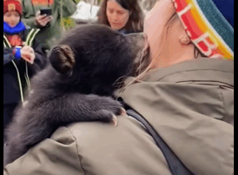 R1511006 Rescate de un cachorro de oso negro (Parte 2)