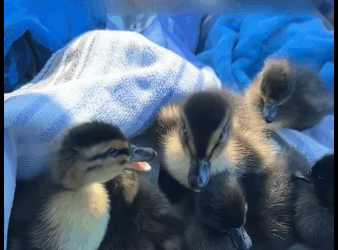 R1511005 Patos rescatados (Parte 2)