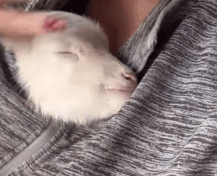 R1511001 Ovejas de rescate (Parte 2)