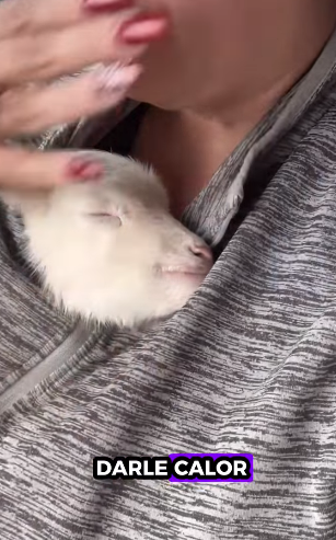 R1511001 Ovejas de rescate (Parte 2)