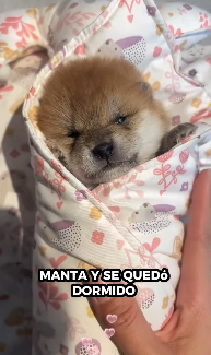 Perros de rescate (Parte 2)