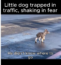 A1111005 Little dog trapped in traffic, shaking in fear (Part 2)