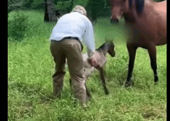 R1711001 Caballo de rescate (Parte 2)