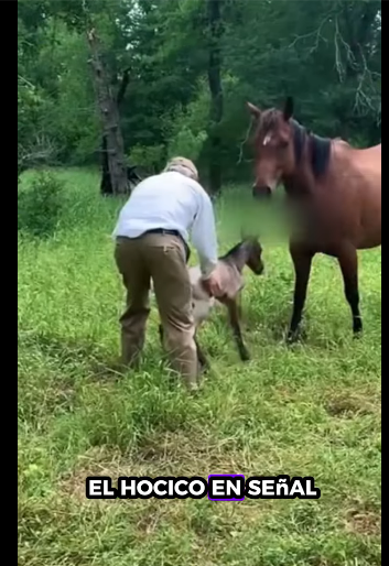 R1711001 Caballo de rescate (Parte 2)