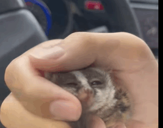 R1711003 Rescatar bebé de gálago (Parte 2)