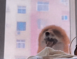 R1711004 Zorros rescatados (Parte 2)